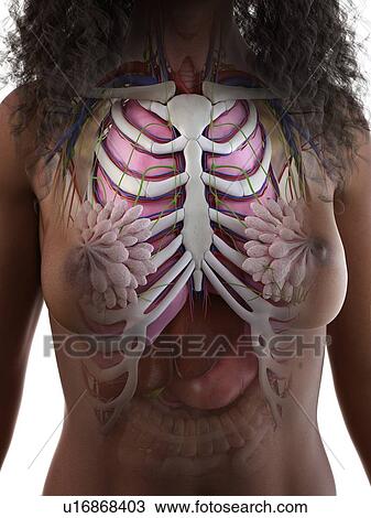 Female thorax anatomy, illustration View Large Photo Image Stock Image - Female thorax anatomy, illustration. Fotosearch