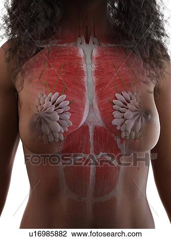 Stock Image - Female thorax anatomy, illustration. Fotosearch