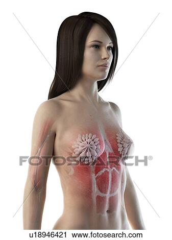 Stock Image - Female thorax anatomy, illustration. Fotosearch