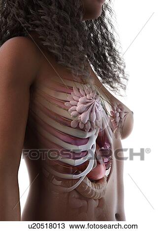 Female thorax anatomy, illustration View Large Photo Image Stock Image - Female thorax anatomy, illustration. Fotosearch