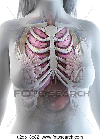 Stock Image - Female thorax anatomy, illustration. Fotosearch
