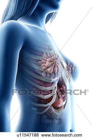 Stock Photo - Female thorax anatomy, illustration. Fotosearch