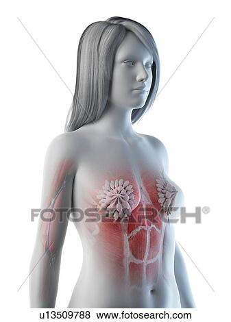 Stock Photo - Female thorax anatomy, illustration. Fotosearch