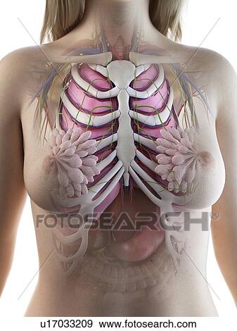 Female thorax anatomy, illustration View Large Photo Image Stock Photo - Female thorax anatomy, illustration. Fotosearch