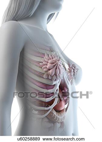 Female thorax anatomy, illustration View Large Photo Image Stock Photo - Female thorax anatomy, illustration. Fotosearch