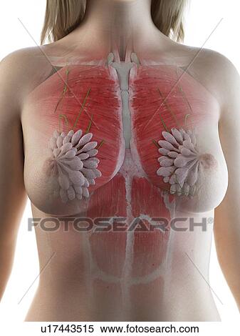 Stock Photography - Female thorax anatomy, illustration. Fotosearch
