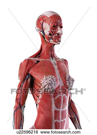 Female upper body anatomy, illustration View Large Photo Image Stock Photo - Female upper body anatomy, illustration. Fotosearch