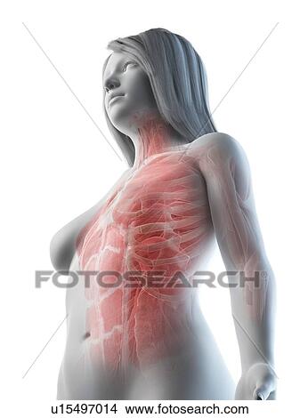 Picture - Female upper body muscles, illustration. Fotosearch