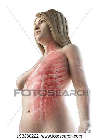 Stock Image - Female upper body muscles, illustration. Fotosearch