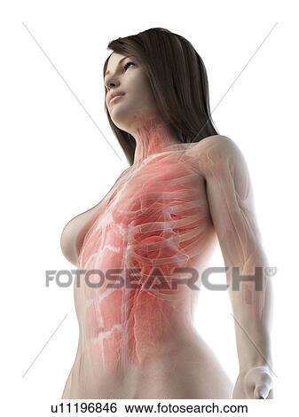 Female upper body muscles, illustration View Large Photo Image Stock Photograph - Female upper body muscles, illustration. Fotosearch