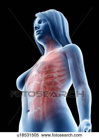 Stock Photography - Female upper body muscles, illustration. Fotosearch