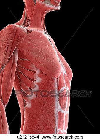 Picture - Female upper body musculature, illustration. Fotosearch