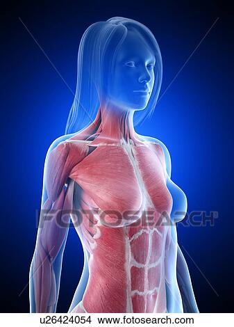 Picture - Female upper body musculature, illustration. Fotosearch