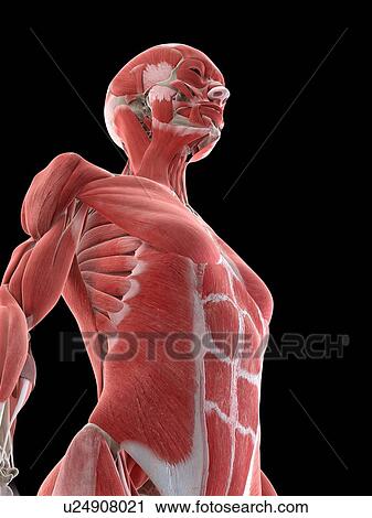 Female upper body musculature, illustration View Large Photo Image Stock Image - Female upper body musculature, illustration. Fotosearch