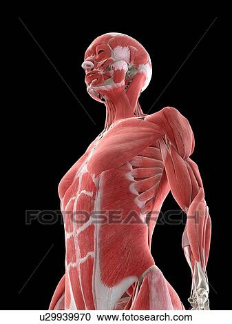 Female upper body musculature, illustration View Large Photo Image Stock Image - Female upper body musculature, illustration. Fotosearch