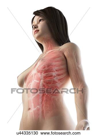 Stock Image - Female upper body musculature, illustration. Fotosearch