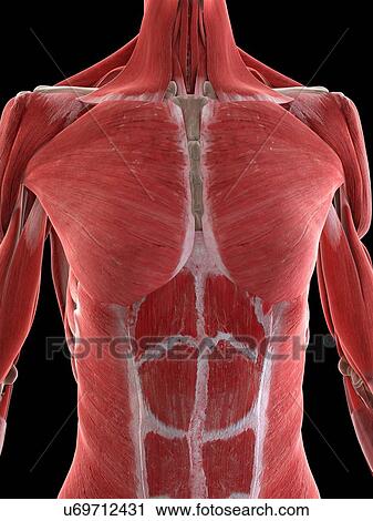 Female upper body musculature, illustration View Large Photo Image Stock Image - Female upper body musculature, illustration. Fotosearch