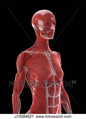 Stock Photo - Female upper body musculature, illustration. Fotosearch