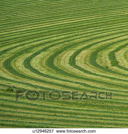 Field cut in curved shape in Picabo, Idaho, USA View Large Photo Image Stock Photo - Field cut in curved shape in Picabo, Idaho, USA. Fotosearch