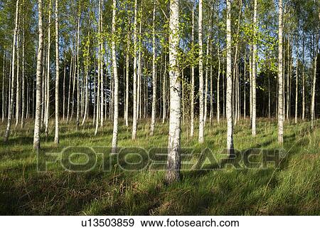 Field of birch trees, Tingstde, Gotlands Lan, Sweden View Large Photo Image Stock Photo - Field of birch trees, Tingstde, Gotlands Lan, Sweden. Fotosearch