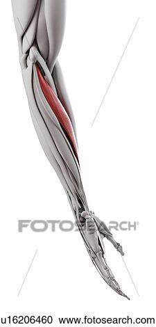 Flexor carpi radialis muscle, illustration View Large Photo Image Stock Image - Flexor carpi radialis muscle, illustration. Fotosearch