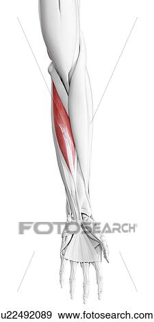 Stock Photo - Flexor carpi radialis muscle, illustration. Fotosearch