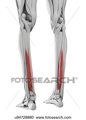Flexor hallucis muscle, illustration View Large Photo Image Stock Image - Flexor hallucis muscle, illustration. Fotosearch
