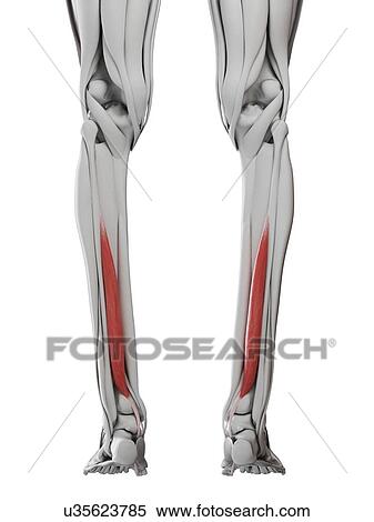 Flexor hallucis muscle, illustration View Large Photo Image Stock Photography - Flexor hallucis muscle, illustration. Fotosearch