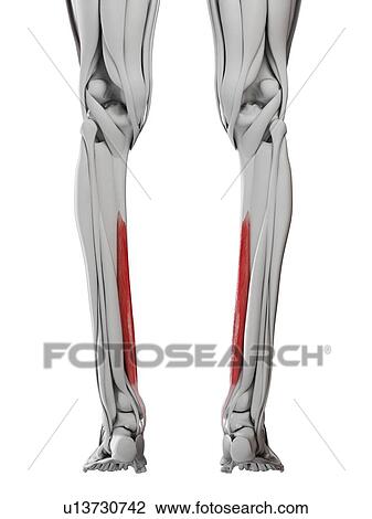 Flexordigitorum longus muscle, illustration View Large Photo Image Stock Image - Flexordigitorum longus muscle, illustration. Fotosearch