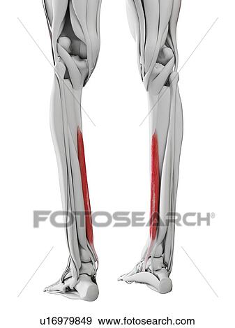Flexordigitorum longus muscle, illustration View Large Photo Image Stock Photo - Flexordigitorum longus muscle, illustration. Fotosearch