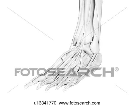 Stock Image - Foot anatomy, illustration. Fotosearch