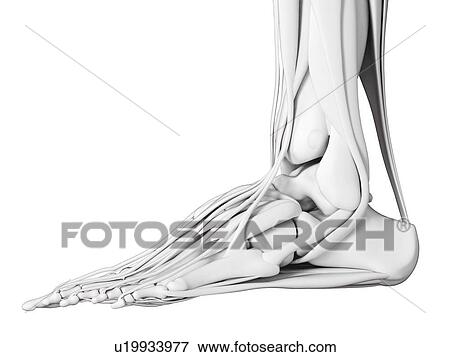 Foot anatomy, illustration View Large Photo Image Stock Photo - Foot anatomy, illustration. Fotosearch