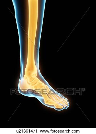 Stock Image - Foot bones, illustration. Fotosearch