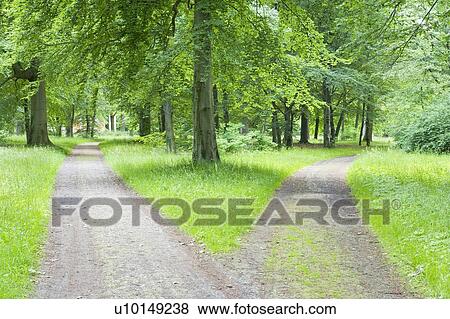 Forked pathway in forest View Large Photo Image Stock Photo - Forked pathway in forest. Fotosearch