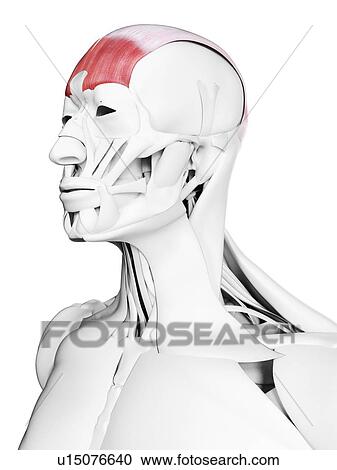 Stock Image - Frontalis muscle, illustration. Fotosearch