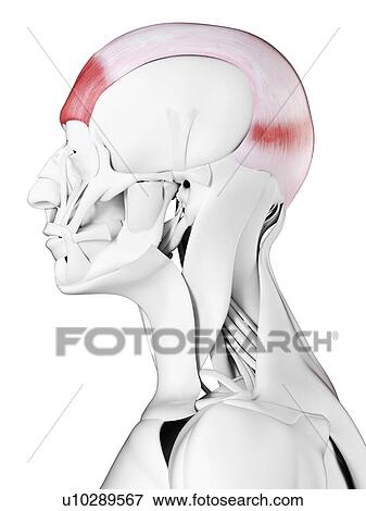 Frontalis muscle, illustration View Large Photo Image Stock Photo - Frontalis muscle, illustration. Fotosearch