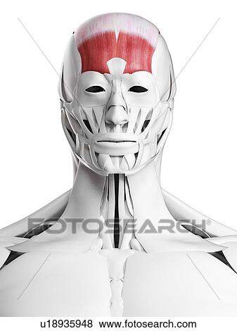 Stock Photo - Frontalis muscle, illustration. Fotosearch
