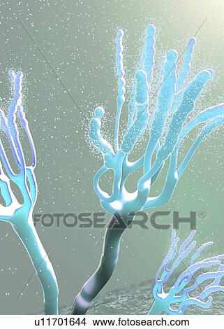 Picture - Fungus releasing spores, illustration. Fotosearch