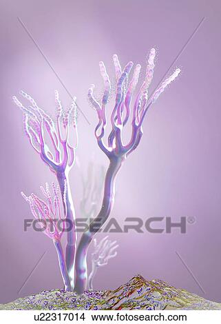 Picture - Fungus releasing spores, illustration. Fotosearch