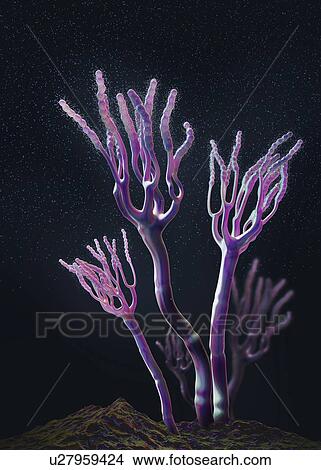 Picture - Fungus releasing spores, illustration. Fotosearch