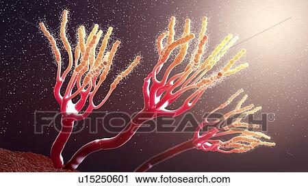 Stock Image - Fungus releasing spores, illustration. Fotosearch