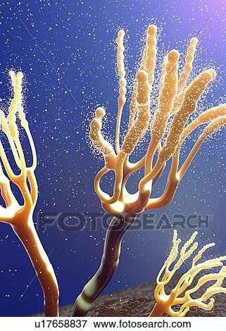 Stock Photo - Fungus releasing spores, illustration. Fotosearch