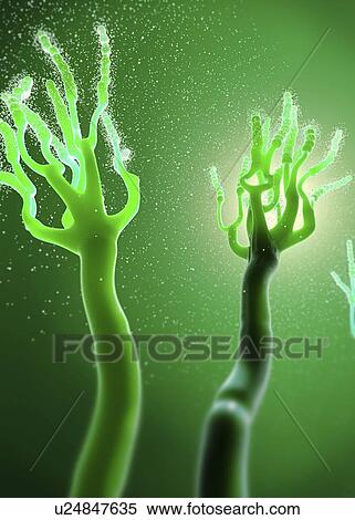 Fungus releasing spores, illustration View Large Photo Image Stock Photography - Fungus releasing spores, illustration. Fotosearch