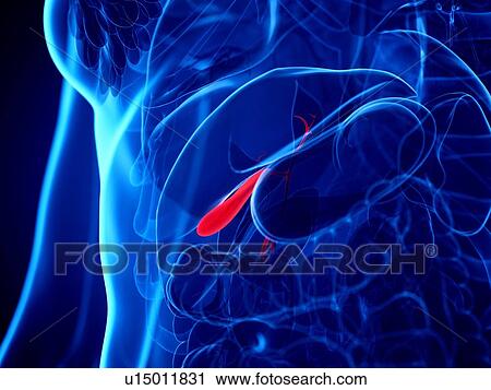 Gallbladder, illustration View Large Photo Image Stock Image - Gallbladder, illustration. Fotosearch