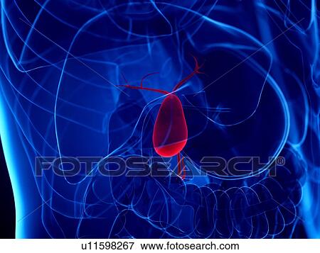 Stock Photo - Gallbladder, illustration. Fotosearch