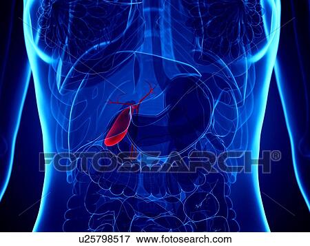 Stock Photo - Gallbladder, illustration. Fotosearch
