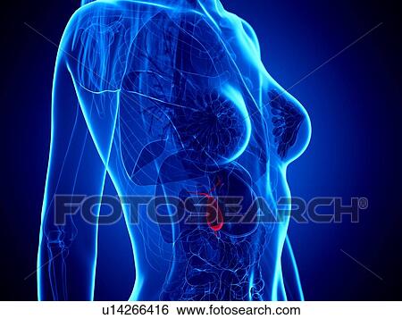 Gallbladder, illustration View Large Photo Image Stock Photograph - Gallbladder, illustration. Fotosearch