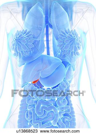 Gallbladder, illustrations View Large Photo Image Stock Image - Gallbladder, illustrations. Fotosearch