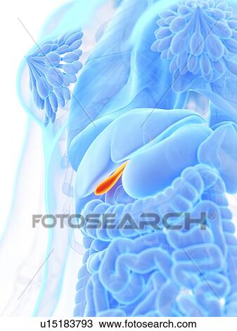 Stock Image - Gallbladder, illustrations. Fotosearch
