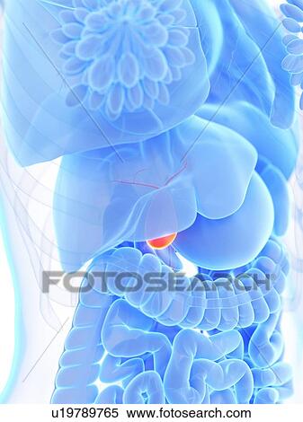 Gallbladder, illustrations View Large Photo Image Stock Photography - Gallbladder, illustrations. Fotosearch